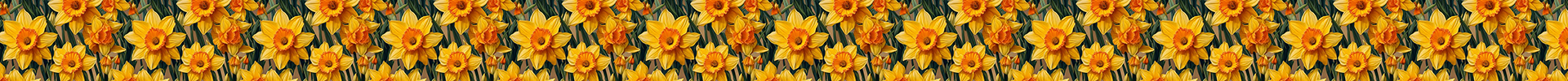 Dafodils