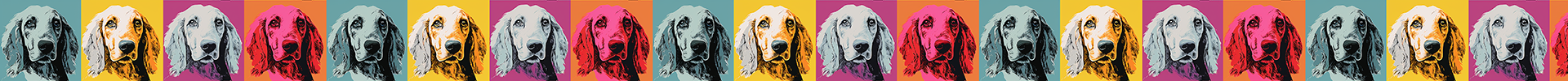 English Setter