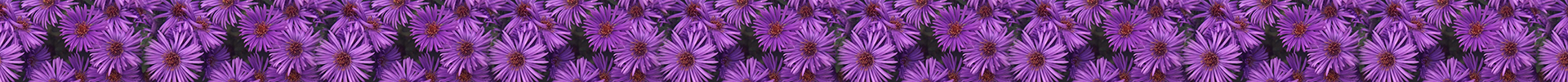 Purple Asters