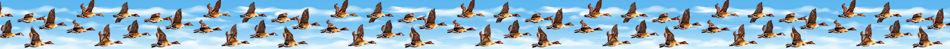 Ducks In Flight