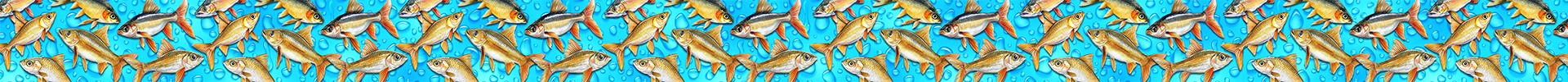 Minnows