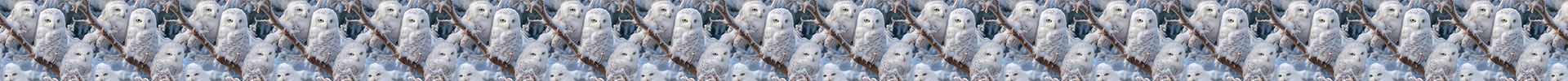 Snow Owls